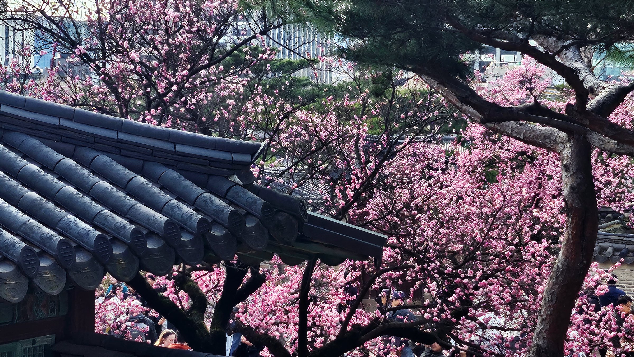 봄꽃 핀 창덕궁과 덕수궁 | 인스티즈