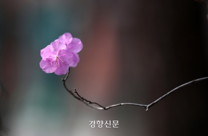 봄꽃 핀 창덕궁과 덕수궁 | 인스티즈