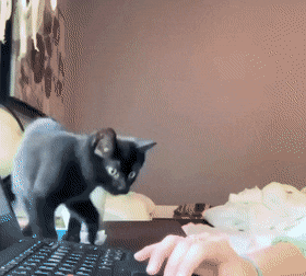 고양이 집사들 재택근무 타임랩스 | 인스티즈