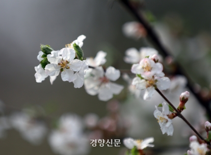 봄꽃 핀 창덕궁과 덕수궁 | 인스티즈