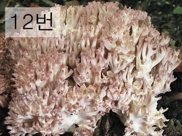 독버섯 이미지