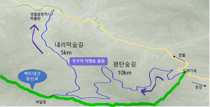 낙엽송숲 이미지