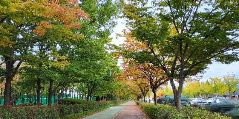 노란열매 이미지