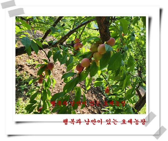 보람농장 이미지