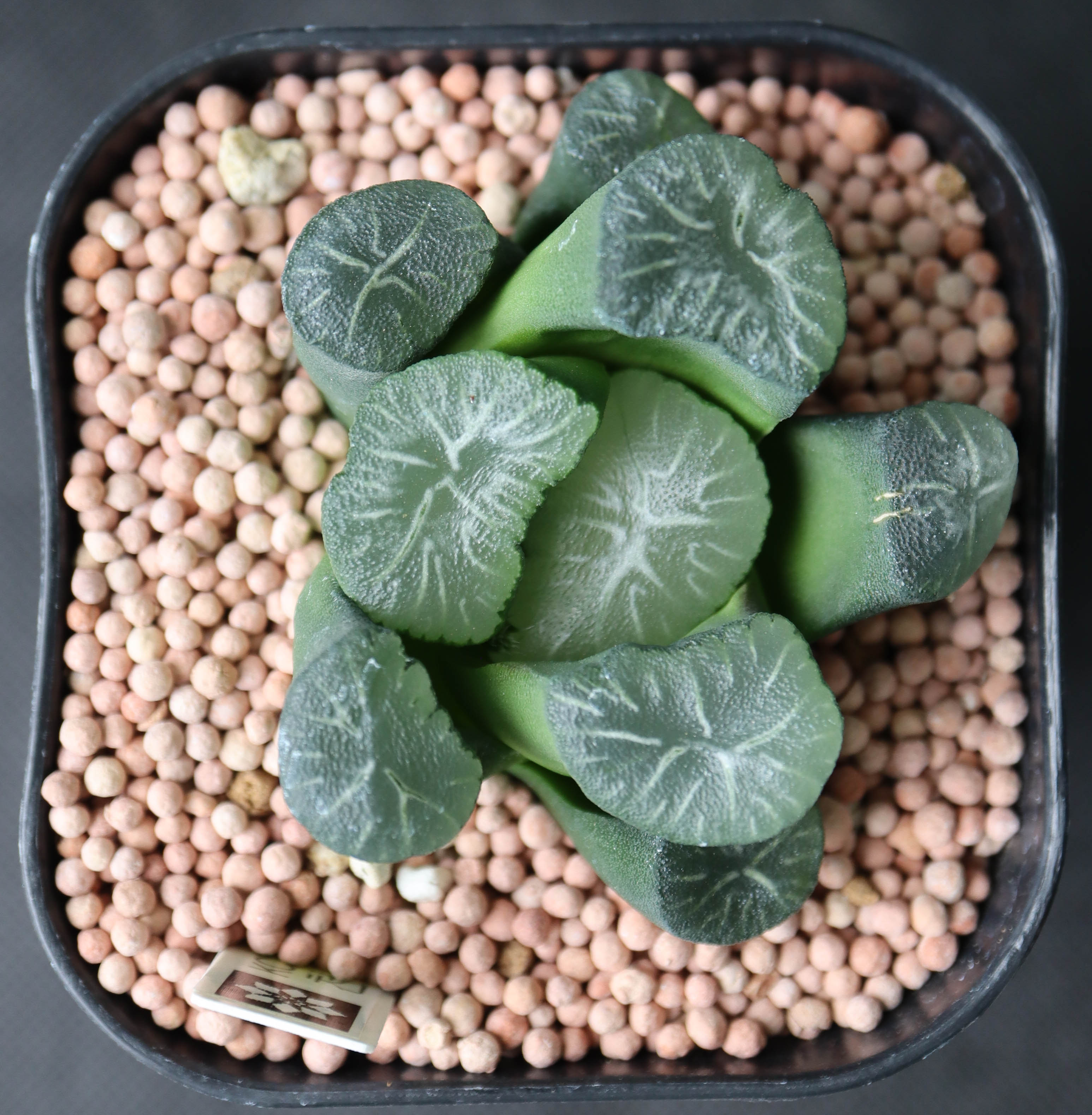 천하일품 이미지