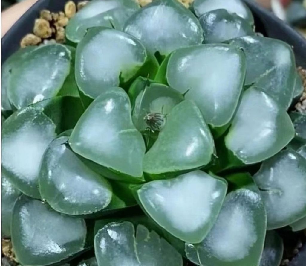 진취 이미지