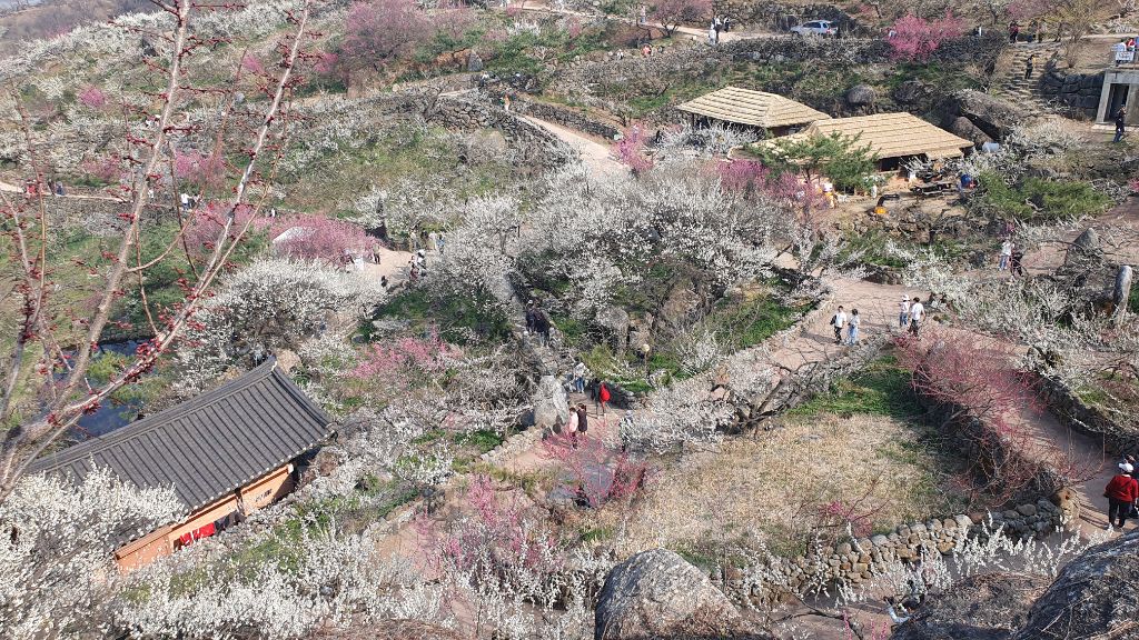 만개 이미지