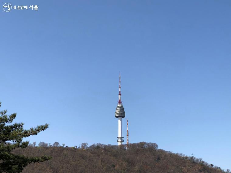 소나무 참나무 숲 이미지