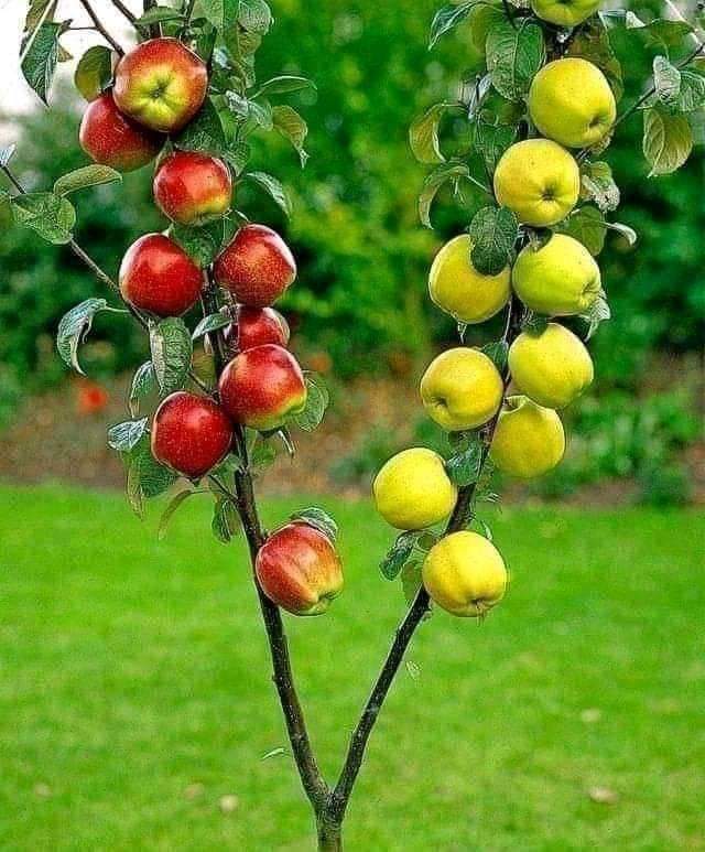 풍요 이미지