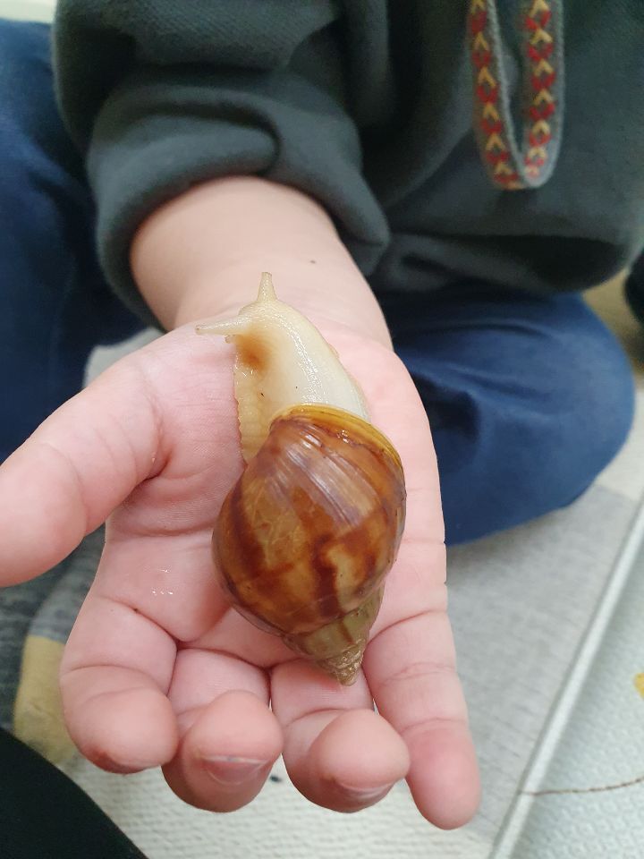 아롱별손톱 이미지