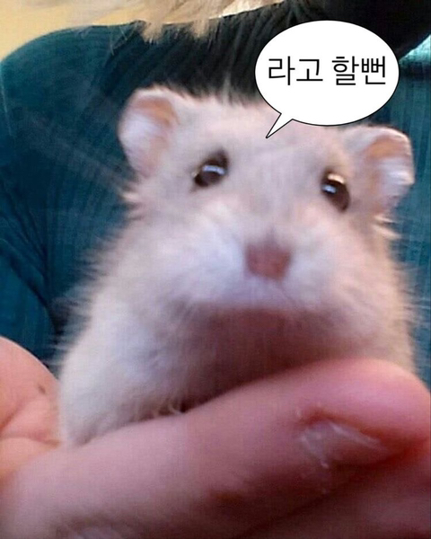 인나 이미지