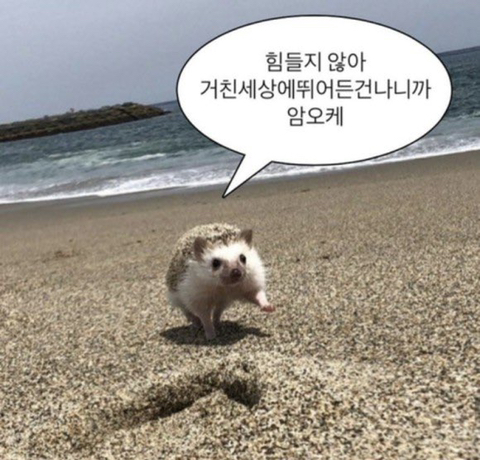 태양이발 이미지