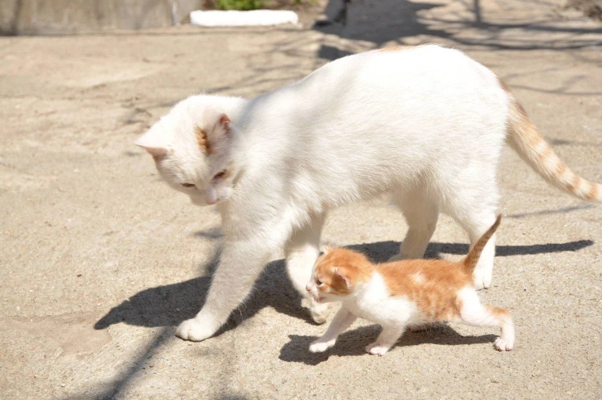 요거 이미지