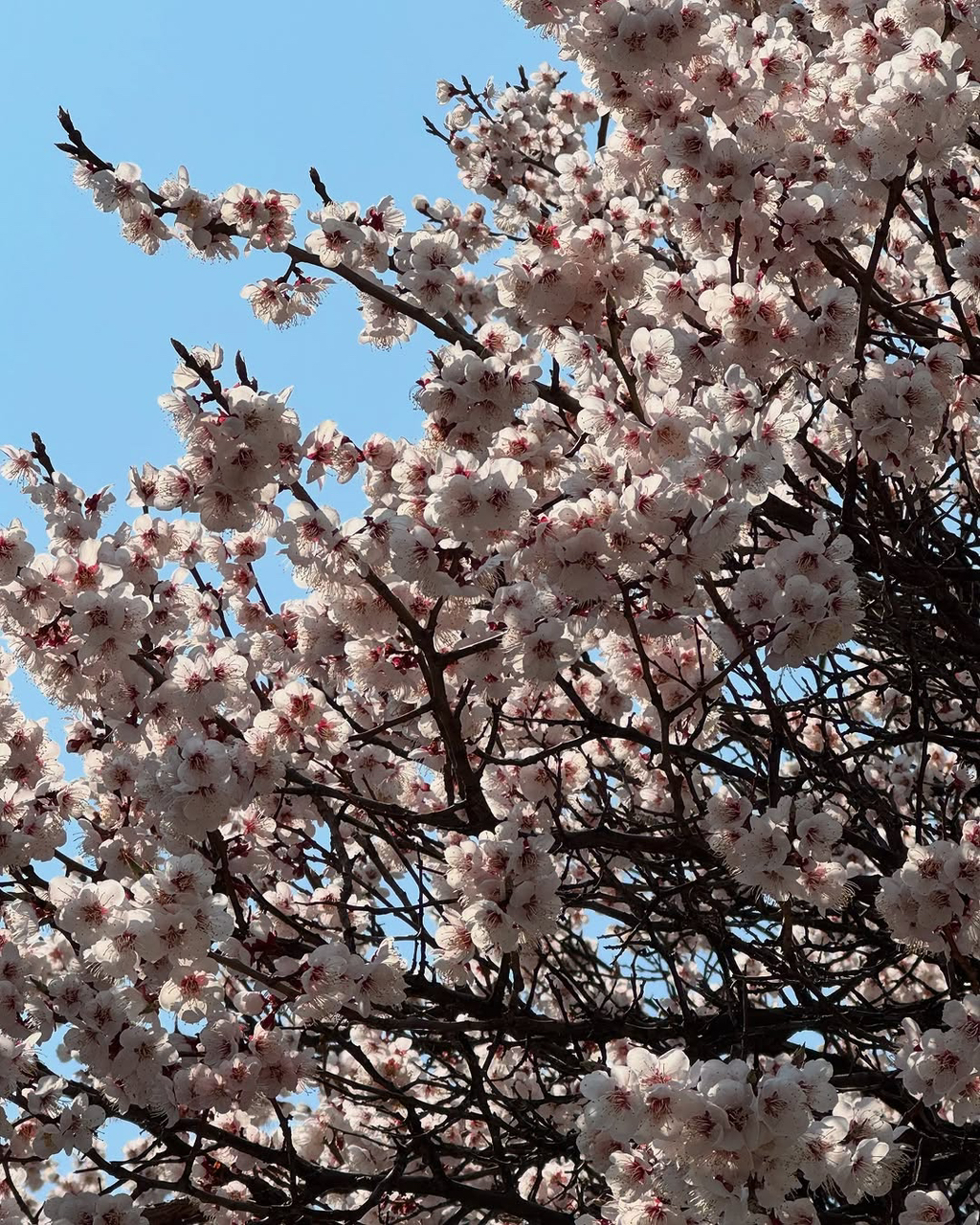 시요 이미지