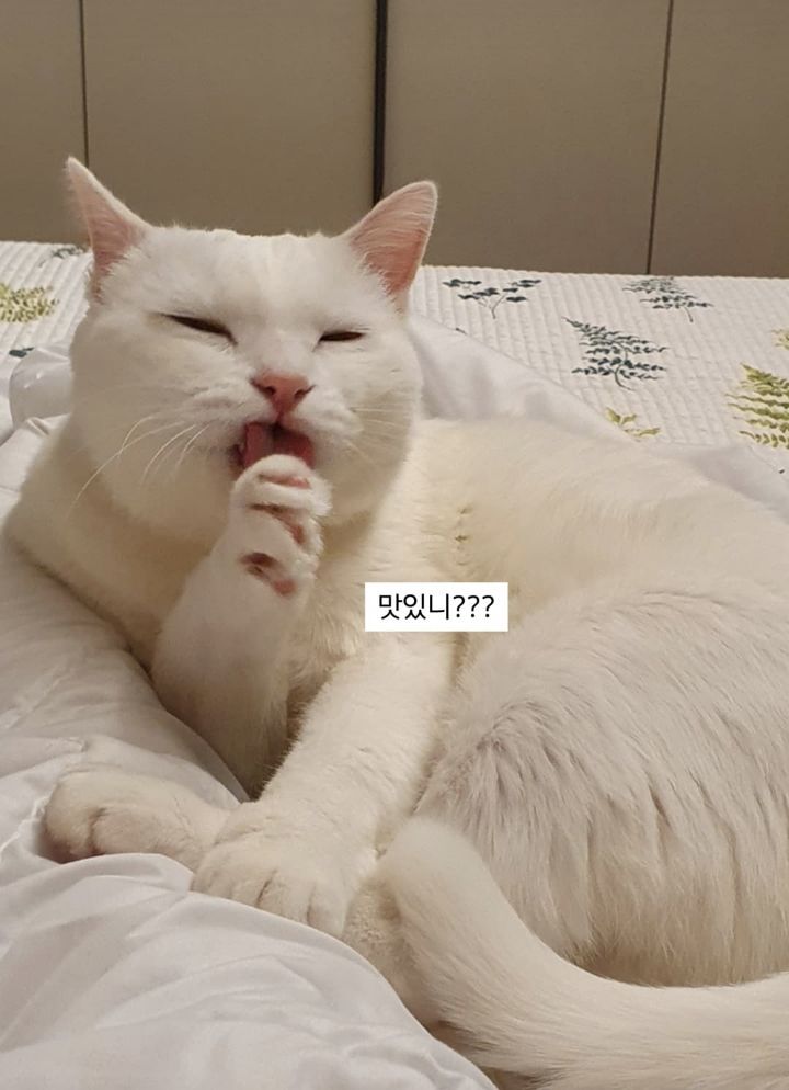 까칠한토스트 이미지