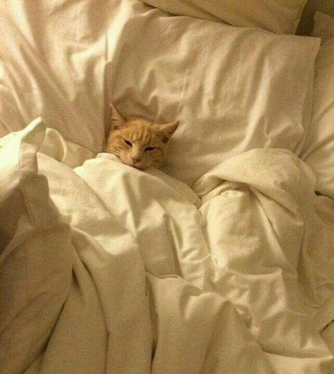 진짜 이미지