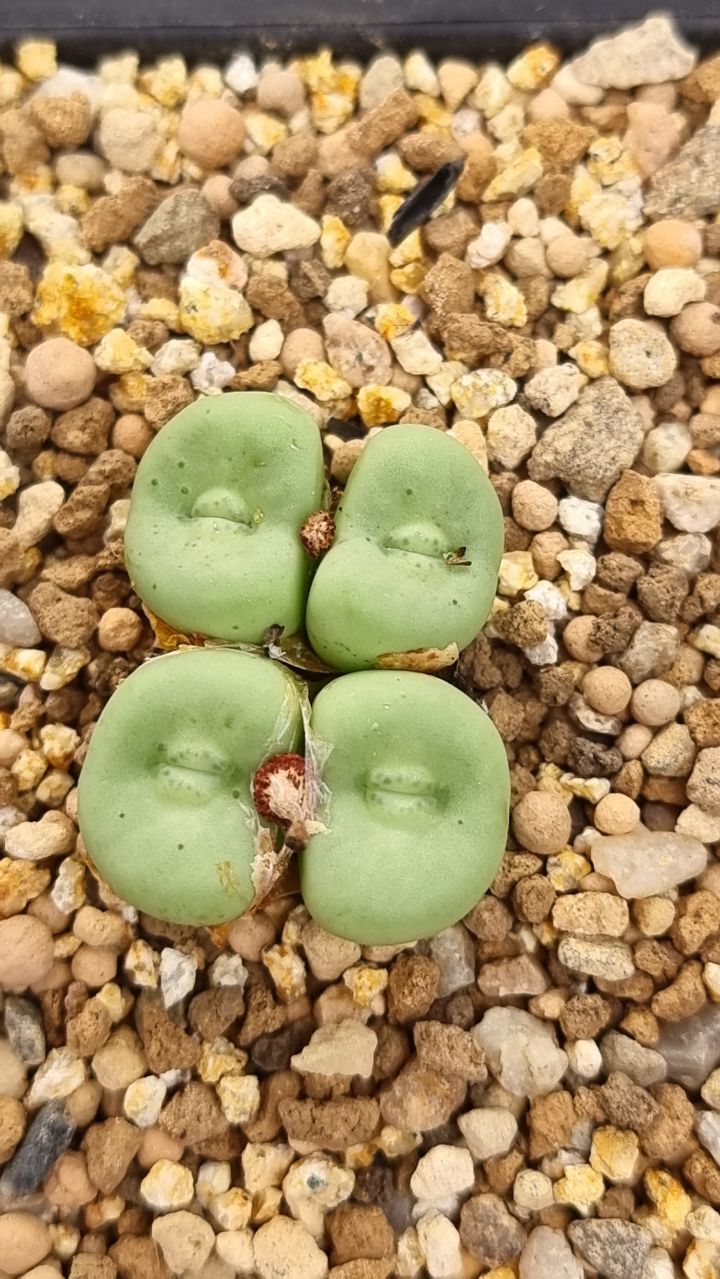 알비 이미지