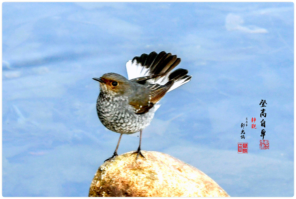 차딱새 이미지