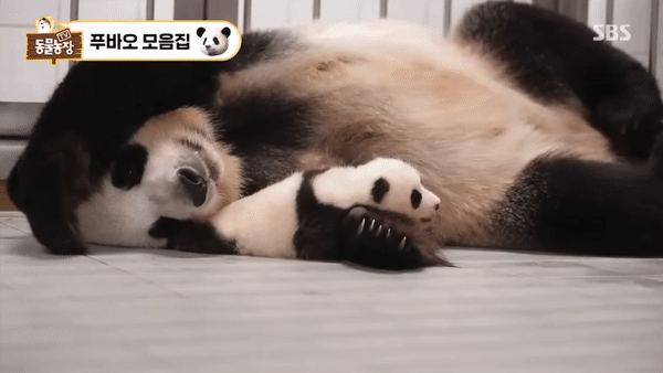 푸바오 애지중지 키운 아이바오.gif | 인스티즈