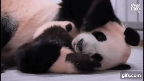 푸바오 애지중지 키운 아이바오.gif | 인스티즈