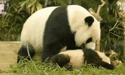 푸바오 애지중지 키운 아이바오.gif | 인스티즈