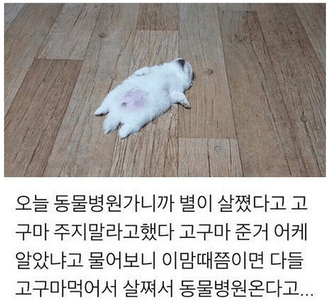 겨울철에 댕댕이들 살찌는 이유.jpg | 인스티즈