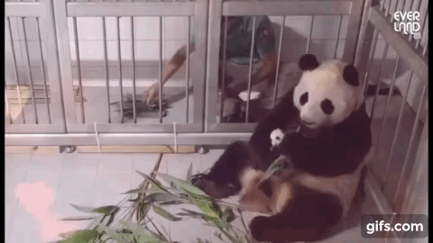 푸바오 애지중지 키운 아이바오.gif | 인스티즈