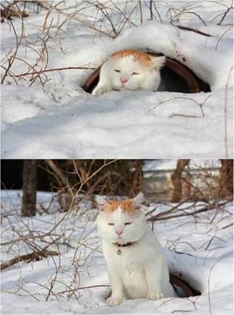동네고양이 이미지