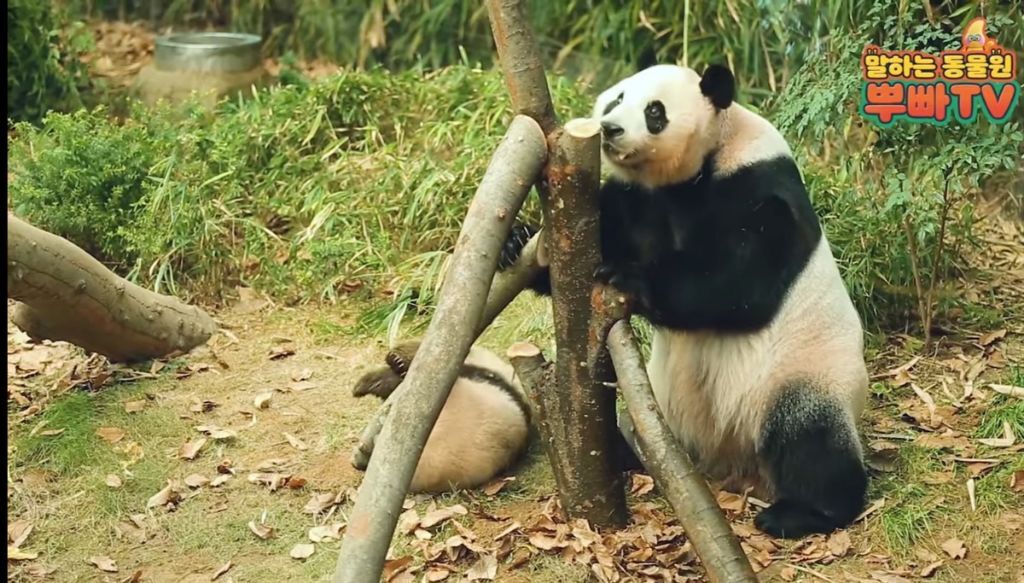 푸바오 애지중지 키운 아이바오.gif | 인스티즈