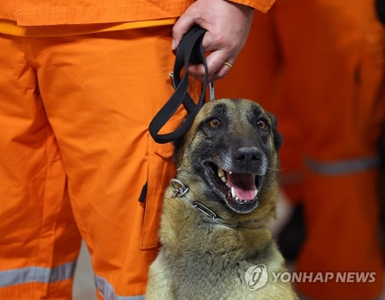 튀르키예 지진 현장 떠나는 수색견 | 인스티즈