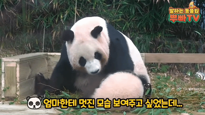 푸바오 애지중지 키운 아이바오.gif | 인스티즈