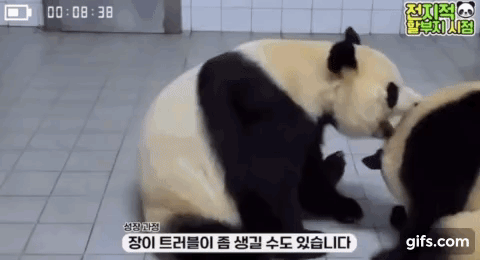 푸바오 애지중지 키운 아이바오.gif | 인스티즈