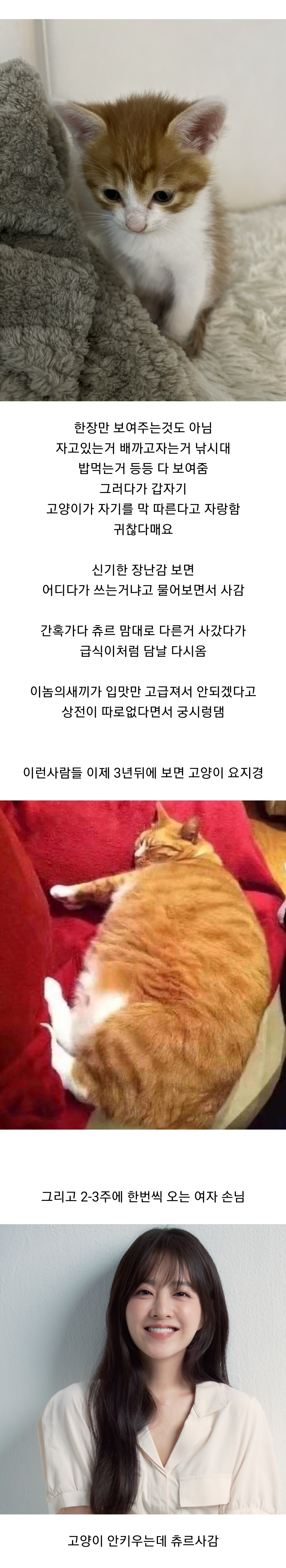 반려묘 용품샵에서 일하는 직원이 본 고양이 용품 사가는 손님들 관상 | 인스티즈