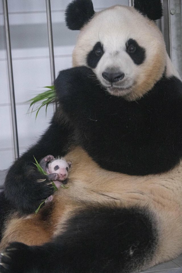 푸바오 애지중지 키운 아이바오.gif | 인스티즈