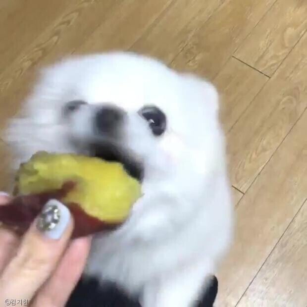 겨울철에 댕댕이들 살찌는 이유.jpg | 인스티즈