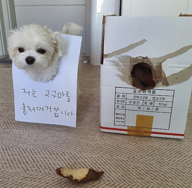 겨울철에 댕댕이들 살찌는 이유.jpg | 인스티즈