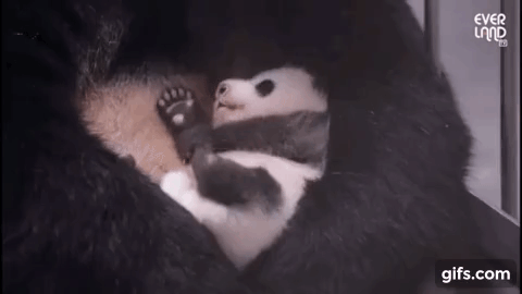 푸바오 애지중지 키운 아이바오.gif | 인스티즈