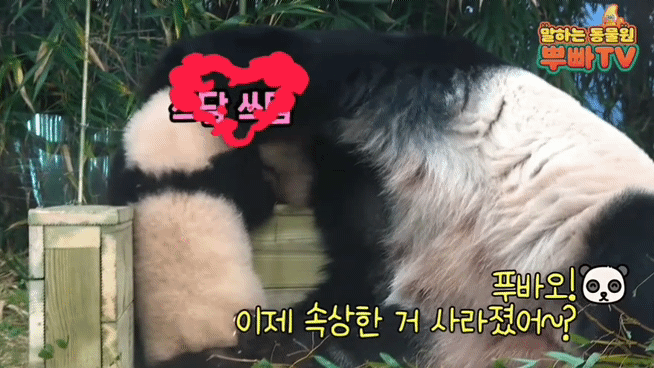 푸바오 애지중지 키운 아이바오.gif | 인스티즈