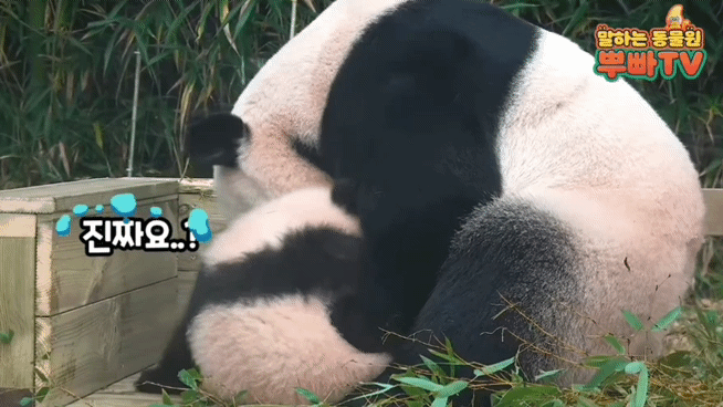 푸바오 애지중지 키운 아이바오.gif | 인스티즈