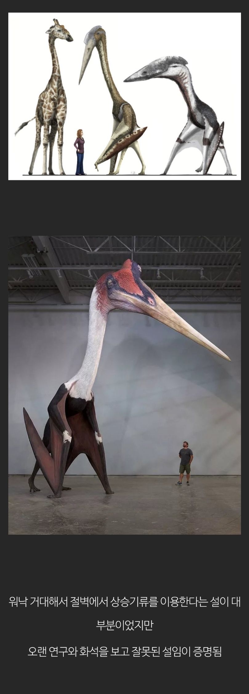 최근 과학자들이 생각하는 거대한 익룡이 나는법 추측.jpgif | 인스티즈