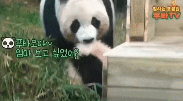 푸바오 애지중지 키운 아이바오.gif | 인스티즈