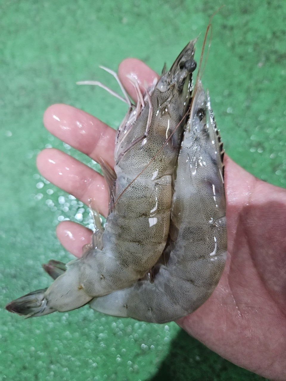 고흥냉동 이미지