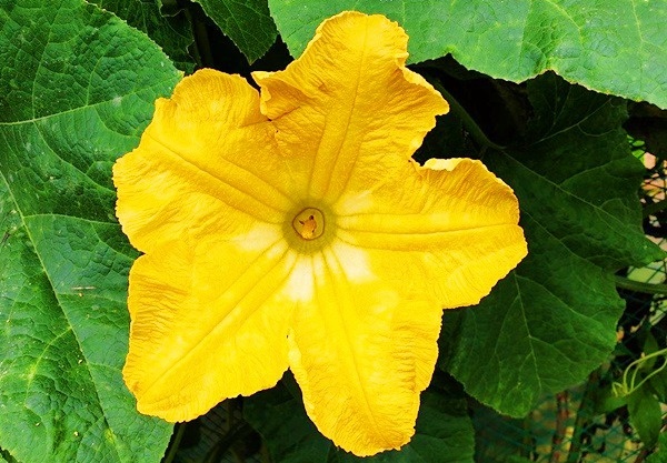 호박꽃 이미지
