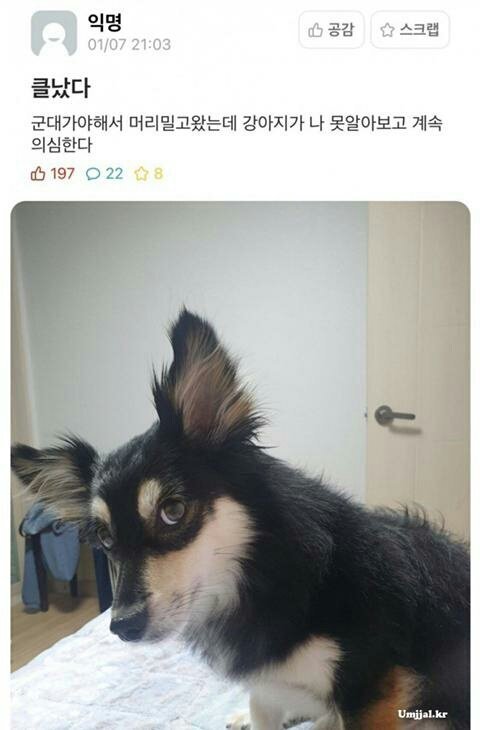 다 이미지