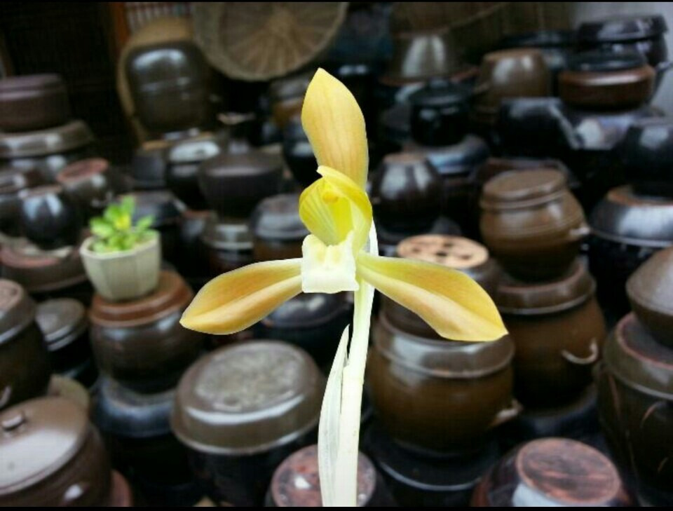 소심 이미지