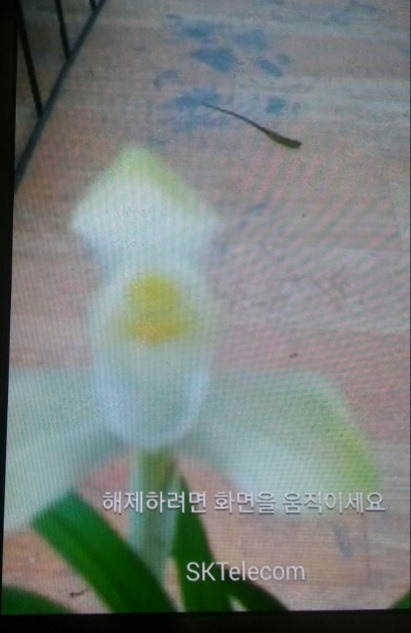 백화 이미지