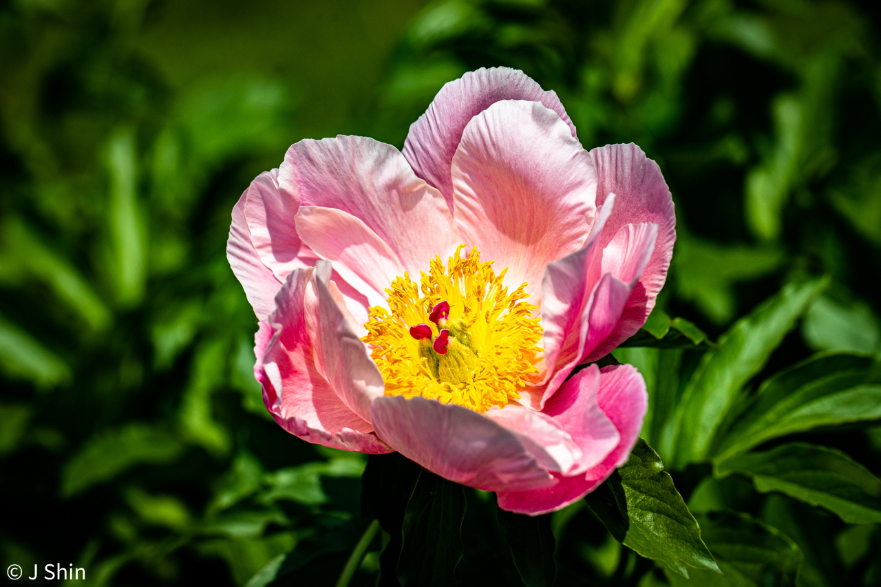 peony 이미지