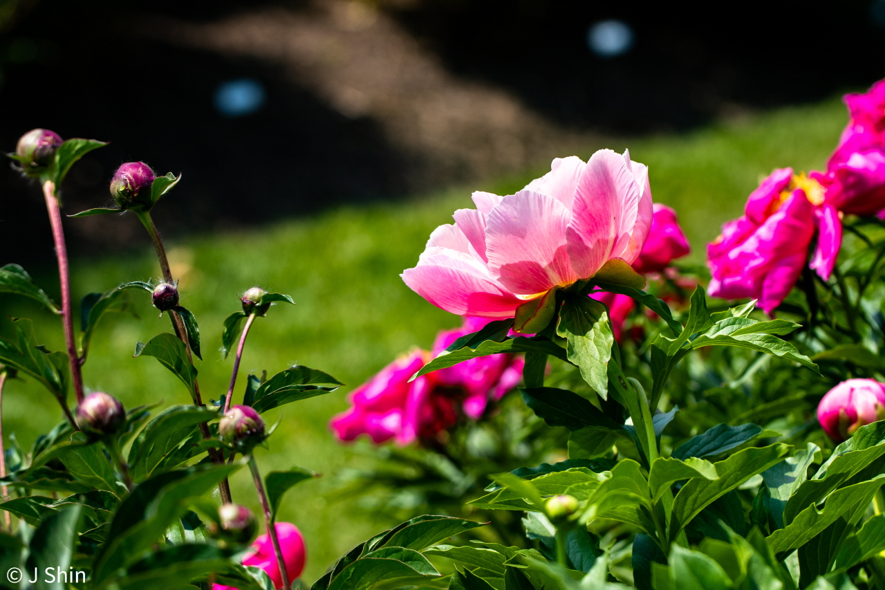 peony 이미지
