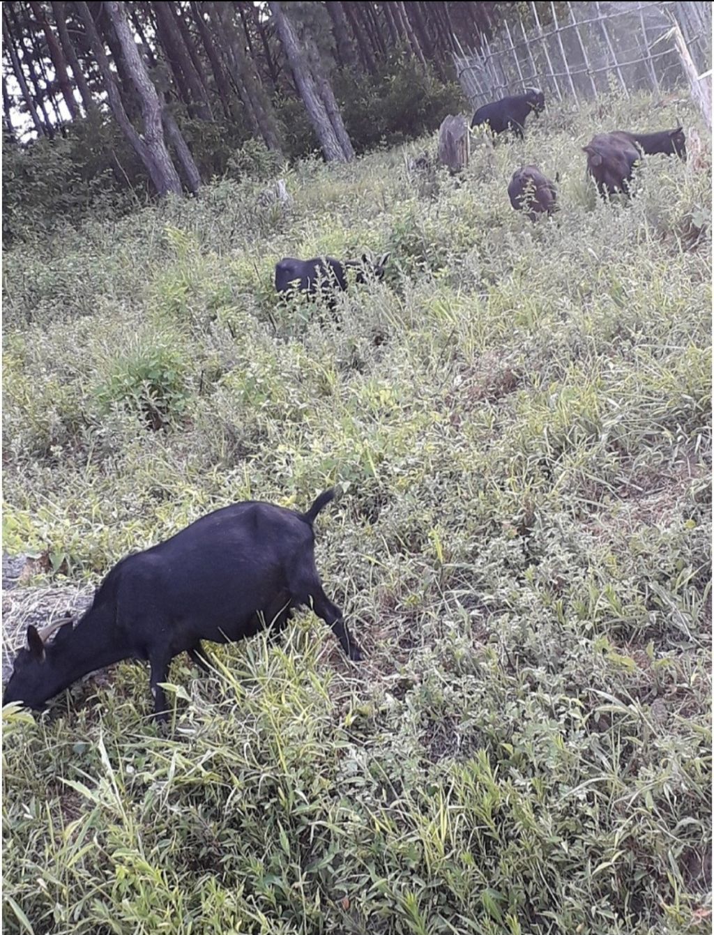 산마루흑염소 이미지