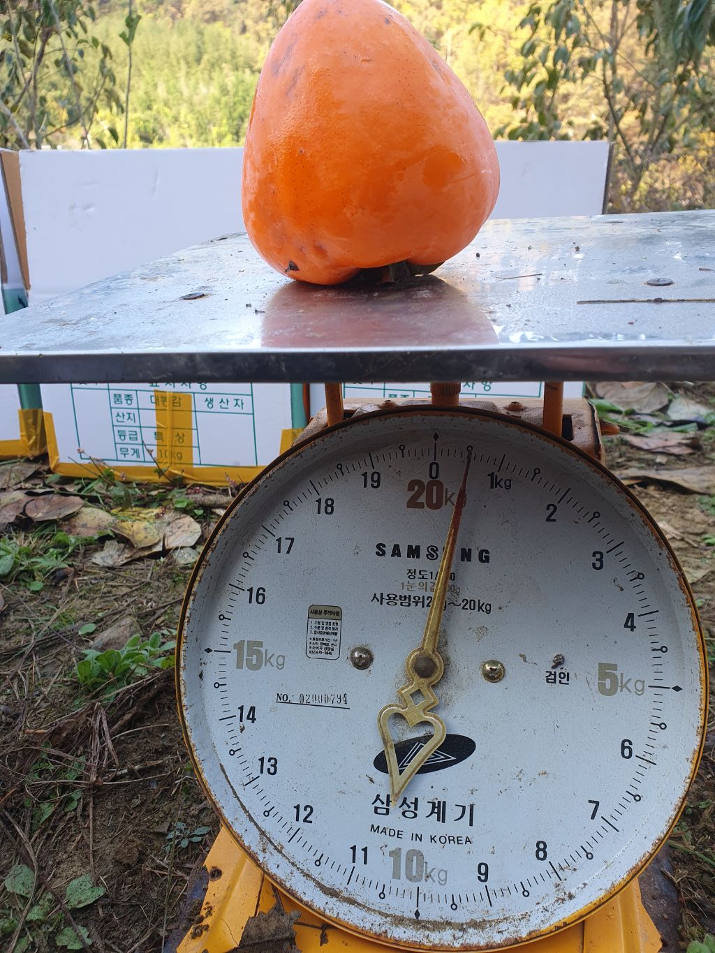 왕대봉 이미지